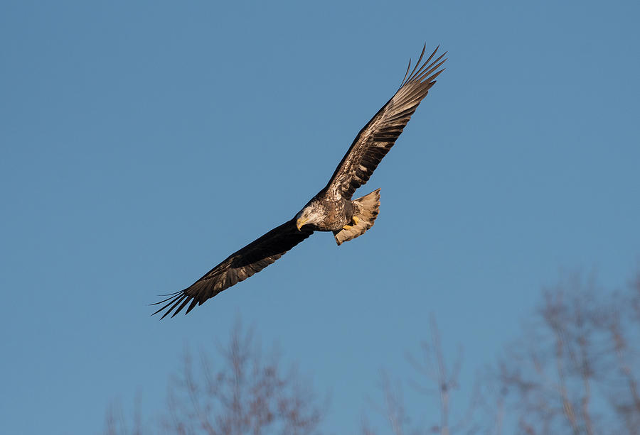 Bald Eagle, haliaeetus leucocephalus, Raptor Art, Hall River, North Carolina 17 Photograph by Eric Abernethy