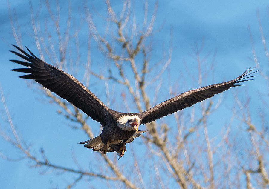 Bald Eagle, haliaeetus leucocephalus, Raptor Art, Hall River, North Carolina 18 Photograph by Eric Abernethy