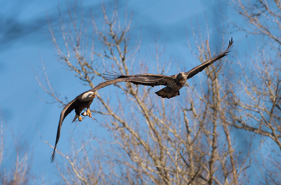 Bald Eagle, haliaeetus leucocephalus, Raptor Art, Hall River, North Carolina 19 Photograph by Eric Abernethy