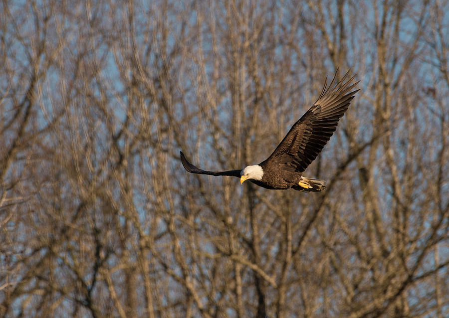 Bald Eagle, haliaeetus leucocephalus, Raptor Art, Hall River, North Carolina 2 Photograph by Eric Abernethy
