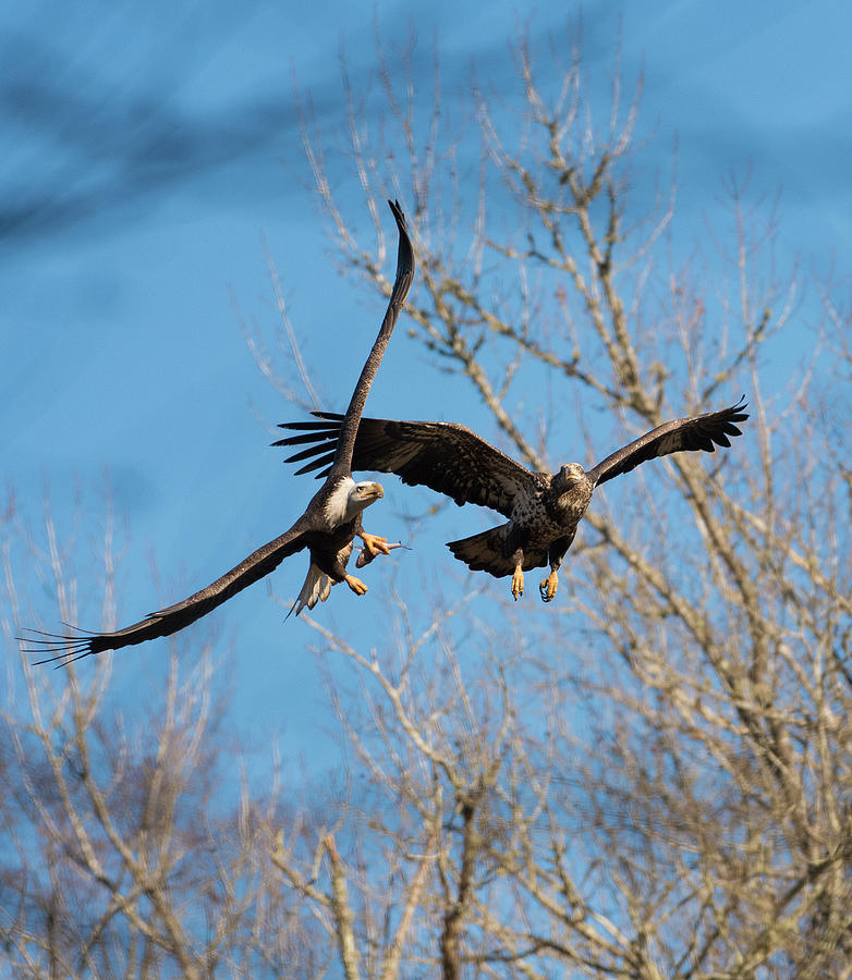 Bald Eagle, haliaeetus leucocephalus, Raptor Art, Hall River, North Carolina 20 Photograph by Eric Abernethy