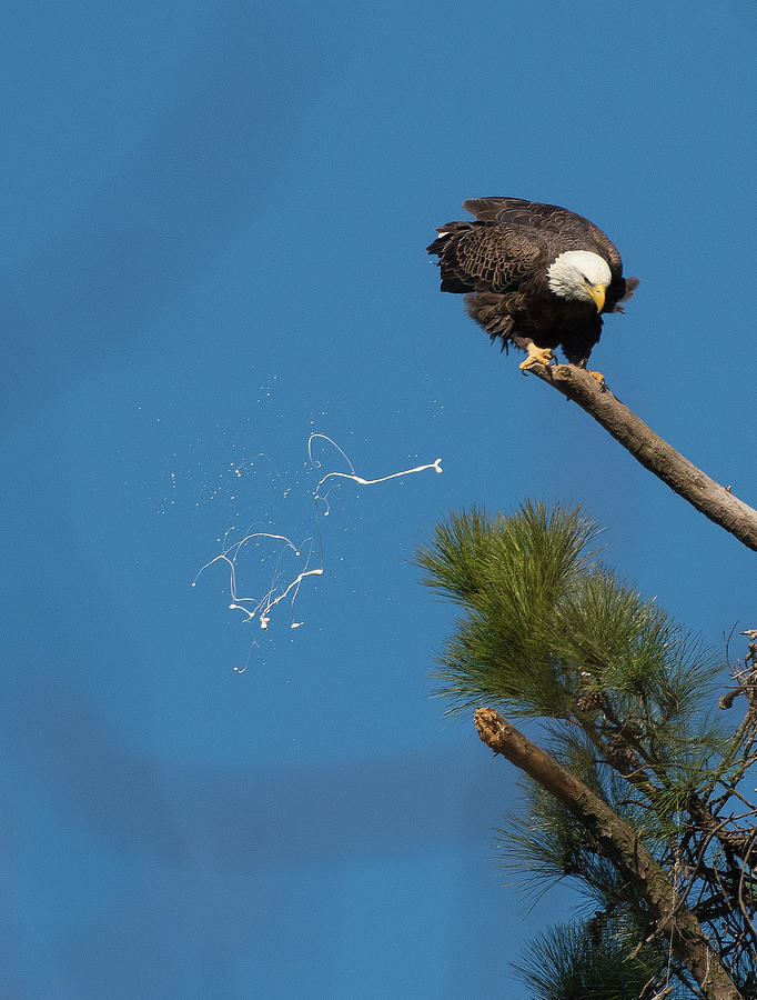   Bald Eagle, haliaeetus leucocephalus, Raptor Art, Hall River, North Carolina 21 Photograph by Eric Abernethy