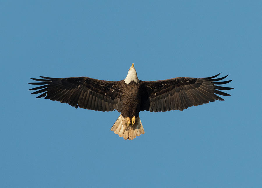 Bald Eagle, haliaeetus leucocephalus, Raptor Art, Hall River, North Carolina 24 Photograph by Eric Abernethy