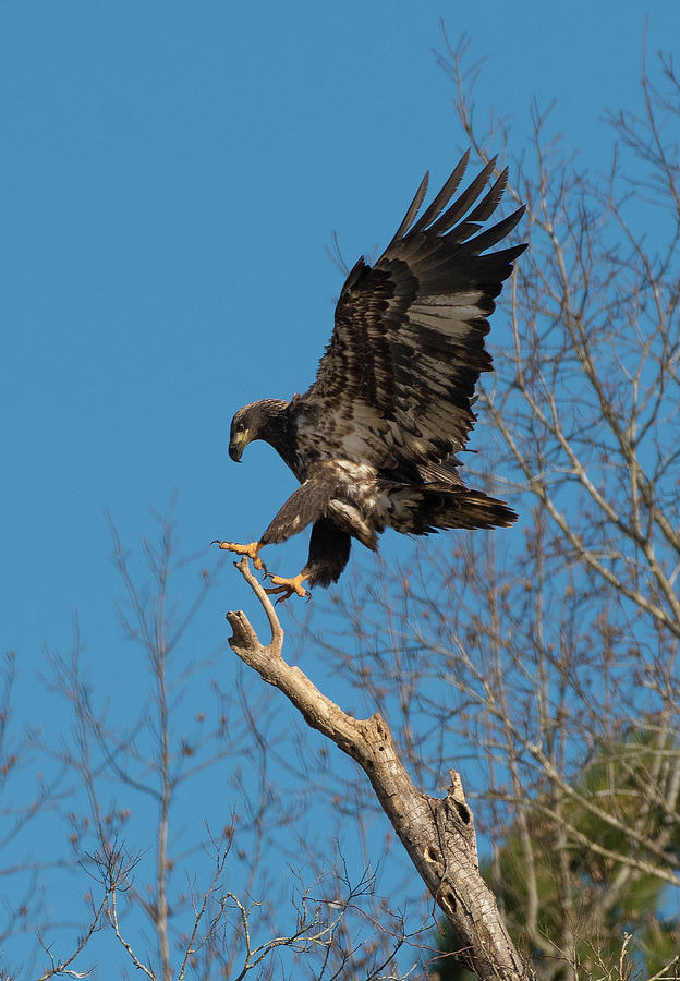 Bald Eagle, haliaeetus leucocephalus, Raptor Art, Hall River, North Carolina 25 Photograph by Eric Abernethy