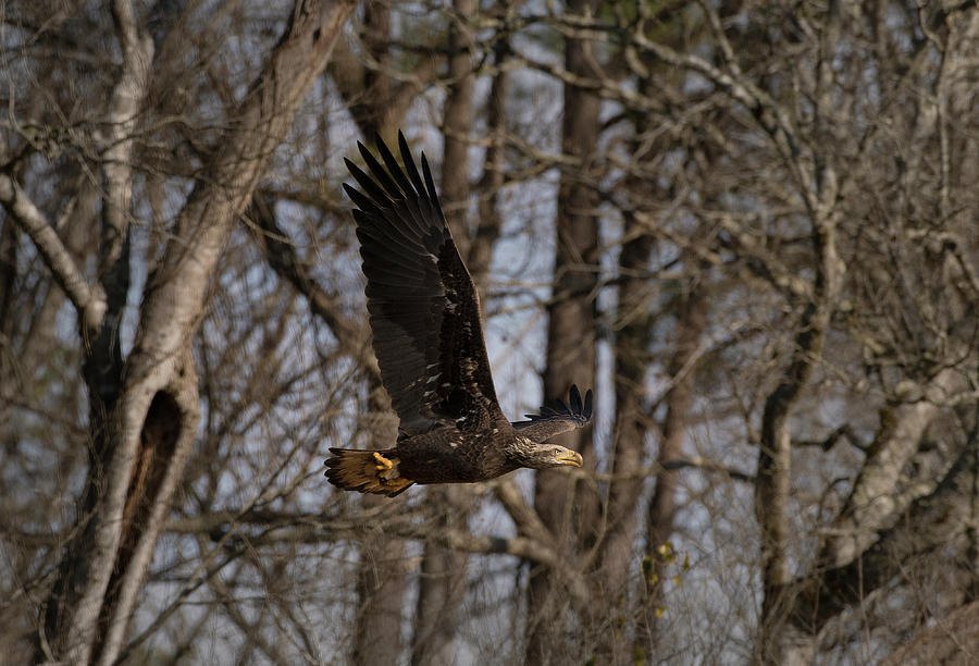Bald Eagle, haliaeetus leucocephalus, Raptor Art, Hall River, North Carolina 4 Photograph by Eric Abernethy