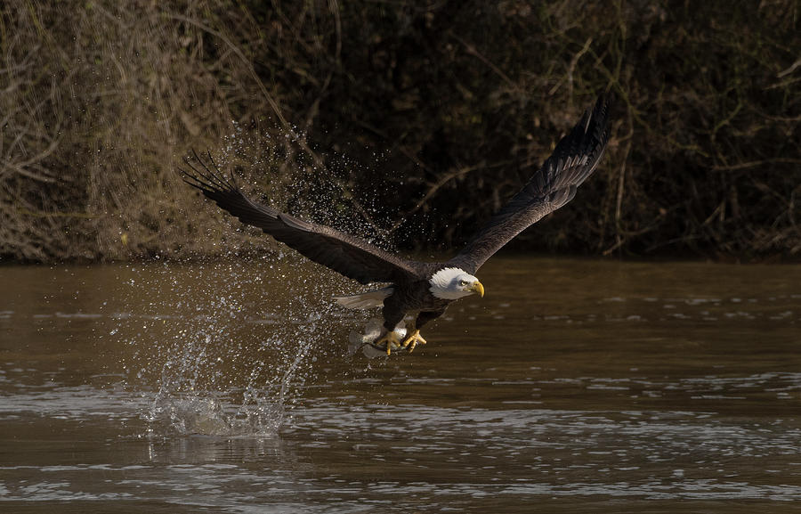 Bald Eagle, haliaeetus leucocephalus, Raptor Art, Hall River, North Carolina 7 Photograph by Eric Abernethy