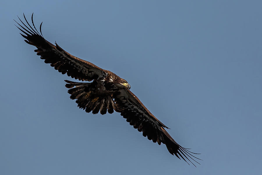 Bald Eagle HB 1 Photograph by MaryJane Sesto - Fine Art America