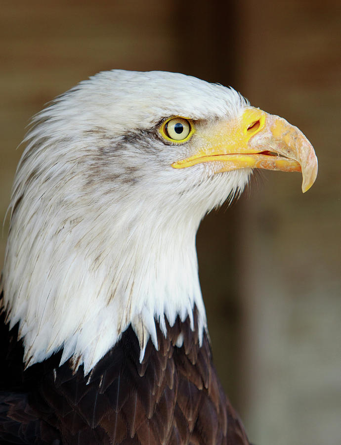 Bald Eagle Head Photograph by Paula Joyce - Fine Art America