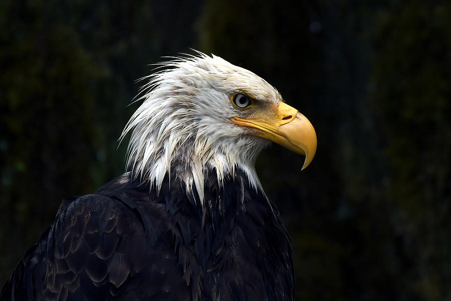 Bald Eagle Headshot Photograph by Joy McAdams
