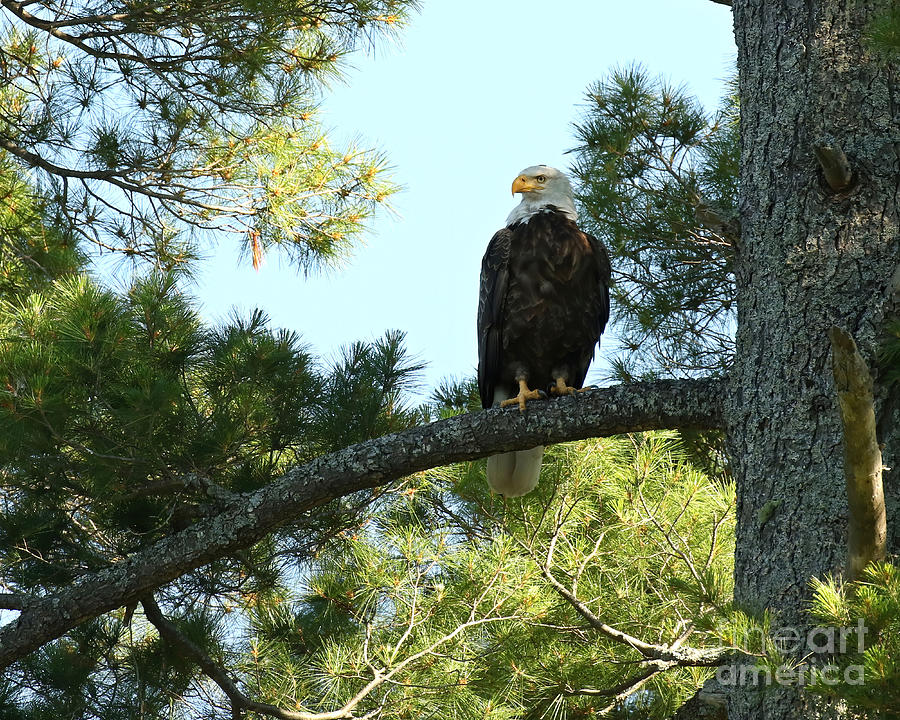 Bald eagle Photograph by Heather King