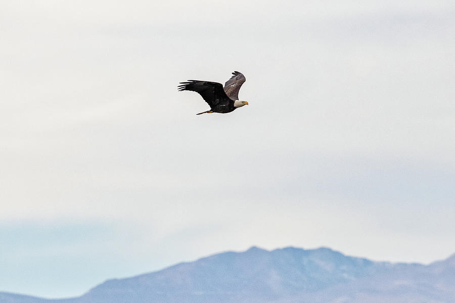 Bald Eagle High Above the Rockies Photograph by Tony Hake