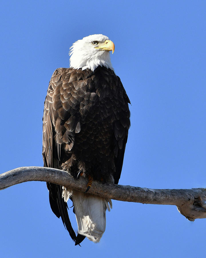 Bald Eagle Photograph by Holly Simon - Fine Art America