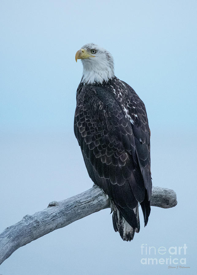 Bald Eagle Homer Spit 1 Photograph by Steven Natanson