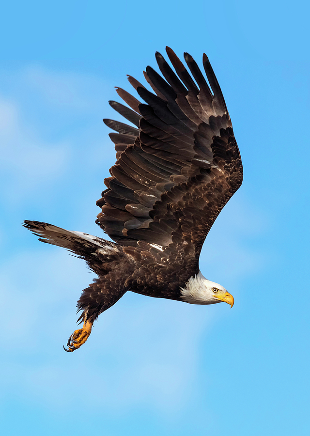 Bald Eagle Hunting Photograph by Loree Johnson