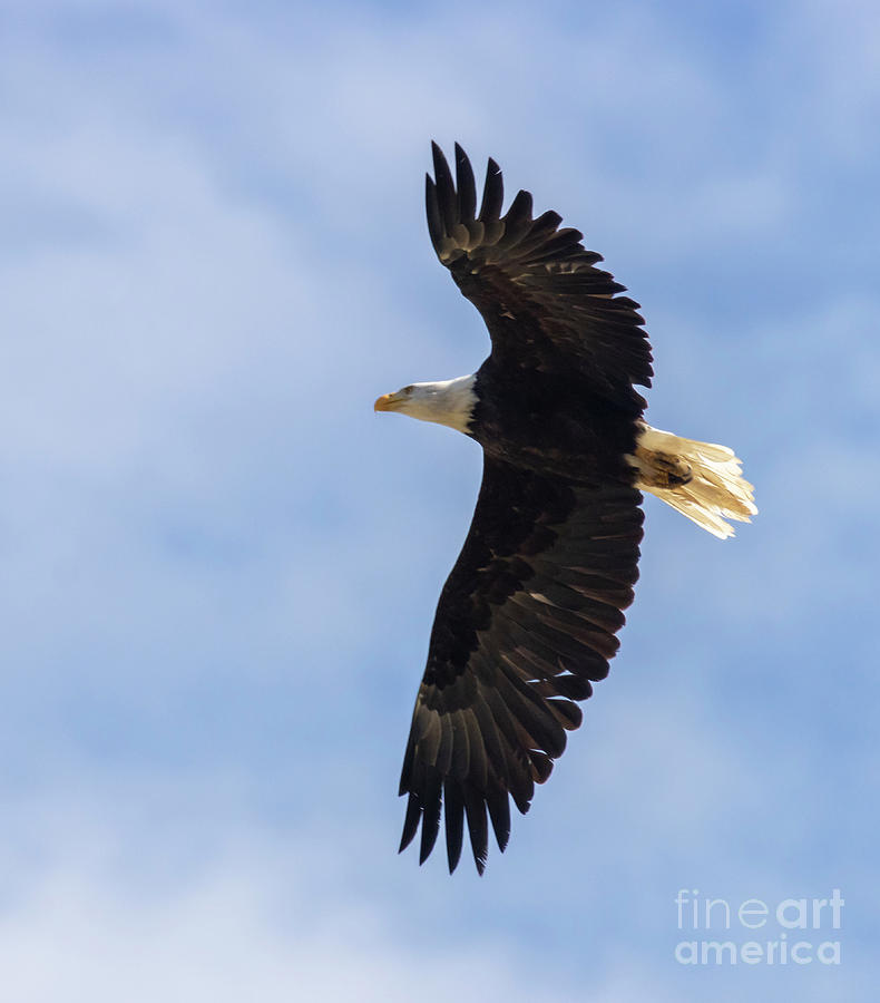 Bald Eagle Iflight And Blue  Sky Photograph