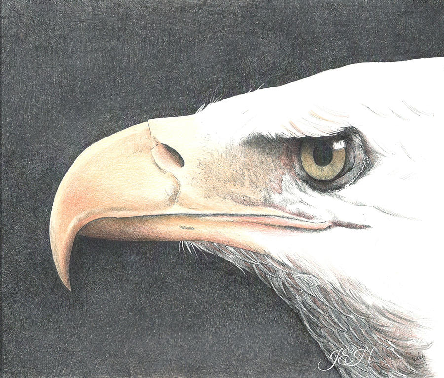 Bald Eagle II Painting by Judy Imeson