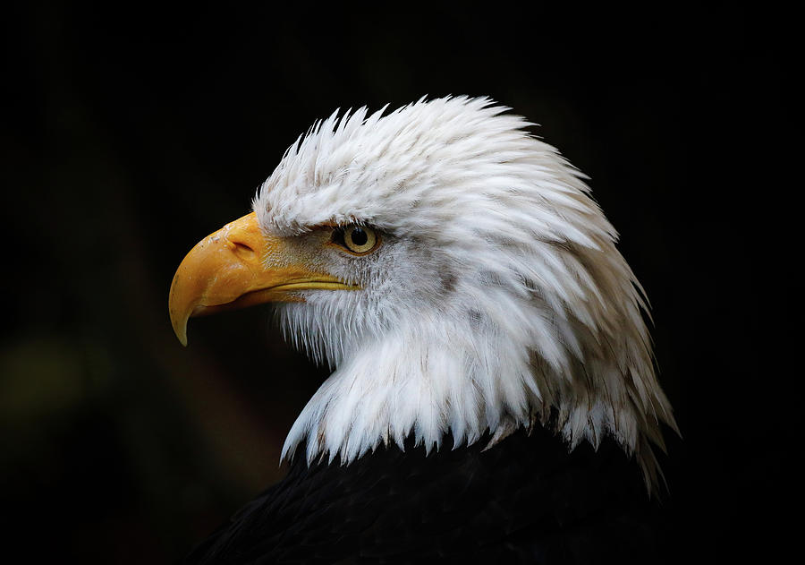 Bald Eagle III Photograph by Athena Mckinzie