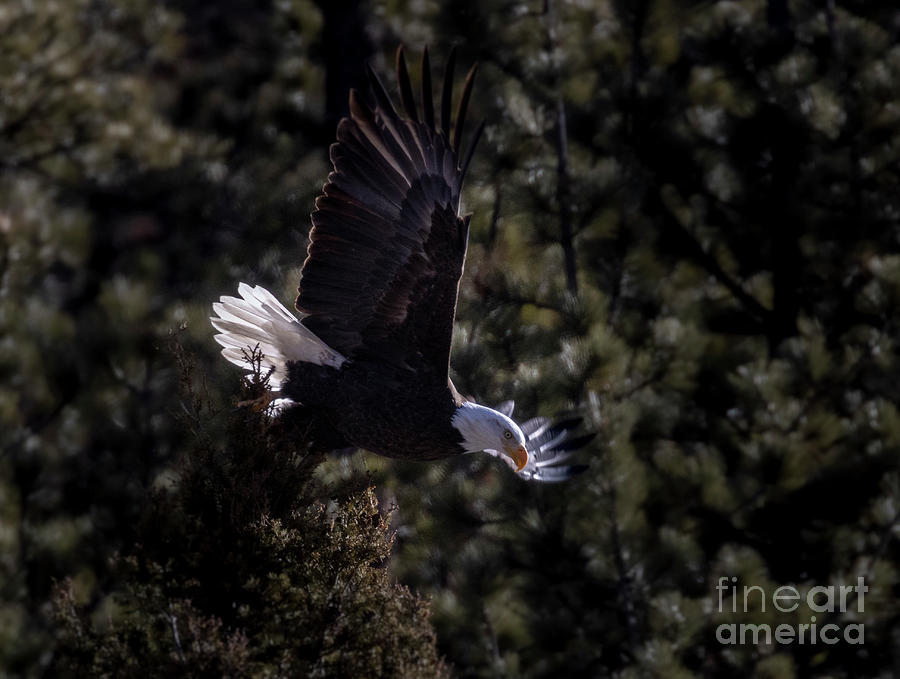 Bald Eagle In A Dive Photograph