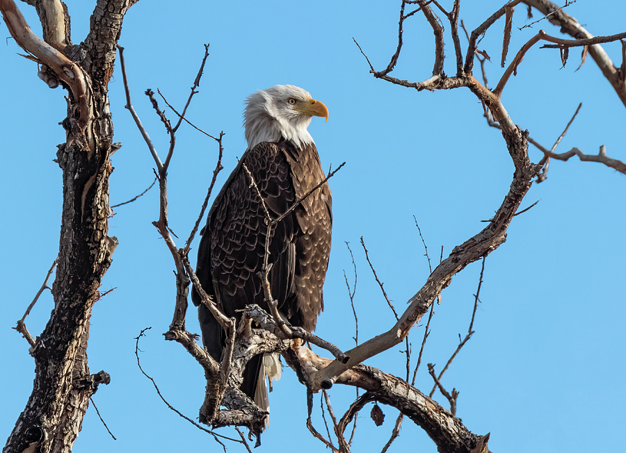 Bald Eagle in a Gnarly Tree Photograph by Loree Johnson