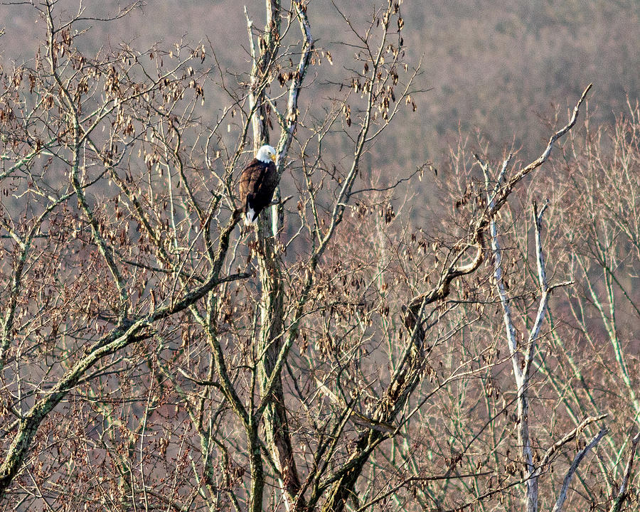 Bald Eagle in a Tree Photograph by Amelia Pearn