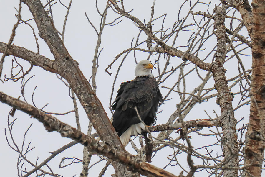 Bald Eagle In A Winter Cottonwood Photograph