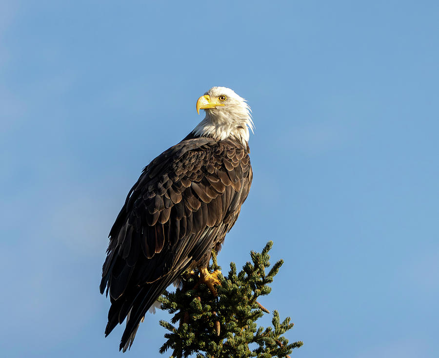 Bald Eagle In Alaska Photograph by Dan Sproul