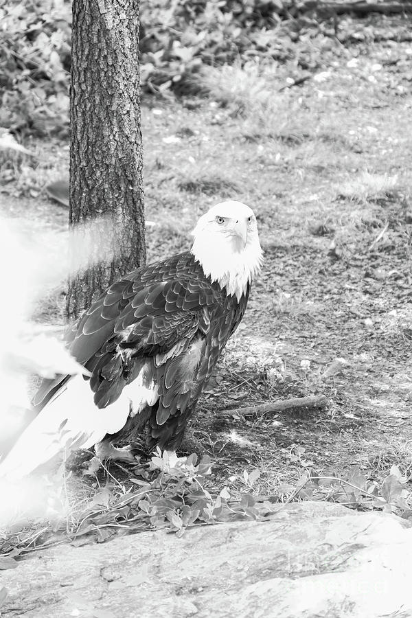 Bald eagle in black and white Photograph by Bentley Davis