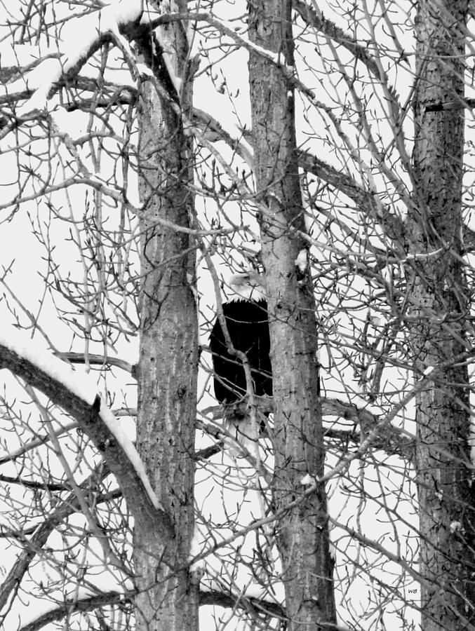 Bald Eagle In Cotton Trees Photograph by Will Borden - Fine Art America