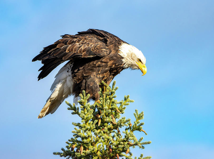 Bald Eagle In Denali National Park Photograph by Dan Sproul