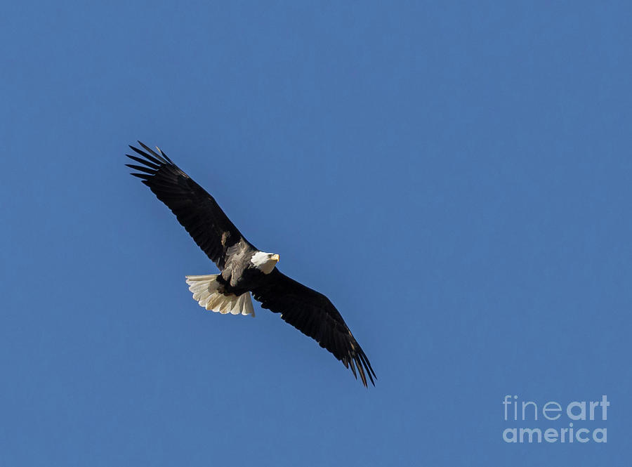 Bald Eagle in Eleven Mile Canyon Photograph by Steven Krull
