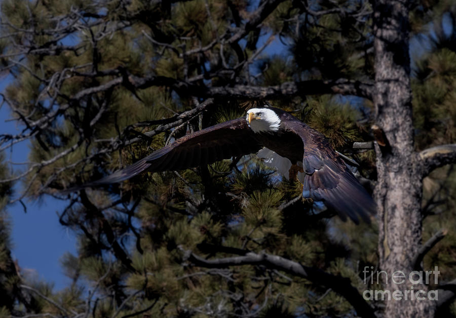 Bald Eagle In Flat Glide Photograph