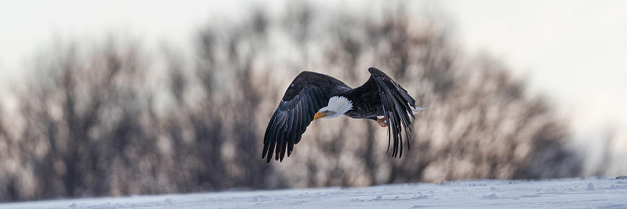 Bald eagle in flight 05 Photograph by Murray Rudd