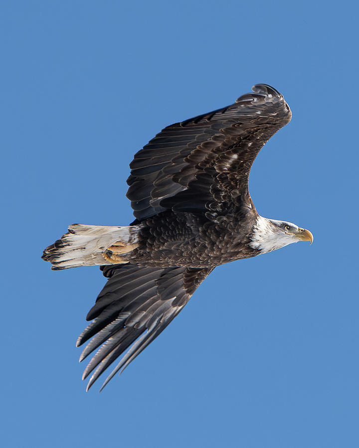 Bald Eagle in Flight 2 Photograph by Kevin Suttlehan