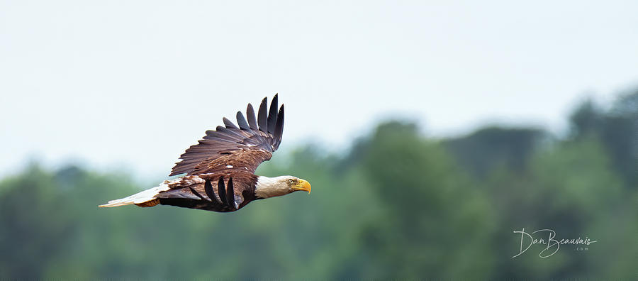 Bald Eagle in Flight 3912 Photograph by Dan Beauvais