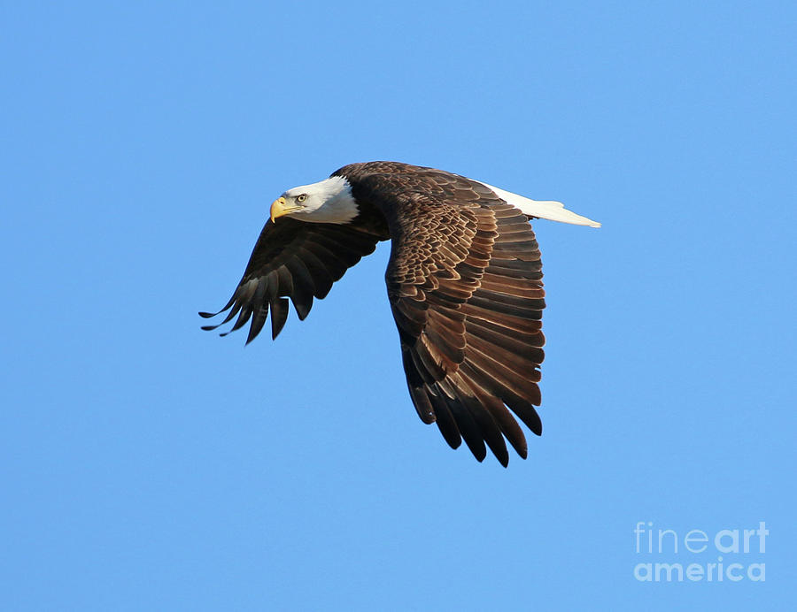 Bald Eagle in Flight  8091 Photograph by Jack Schultz