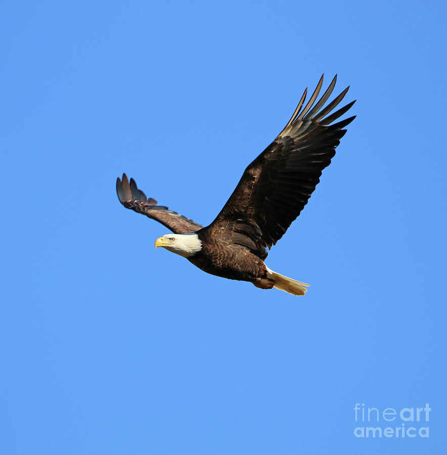 Bald Eagle in Flight  8103 Photograph by Jack Schultz