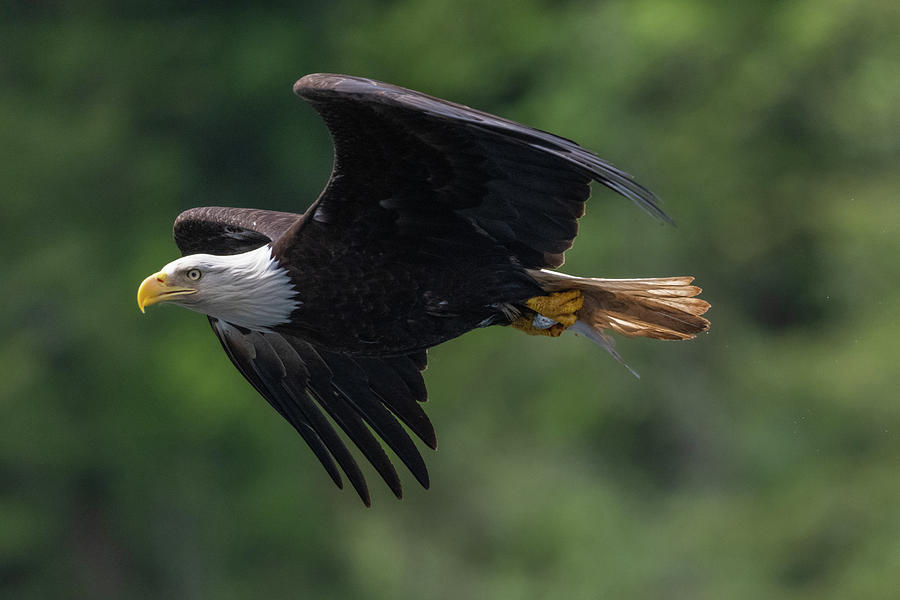 Bald Eagle in Flight Photograph by Bill Cubitt