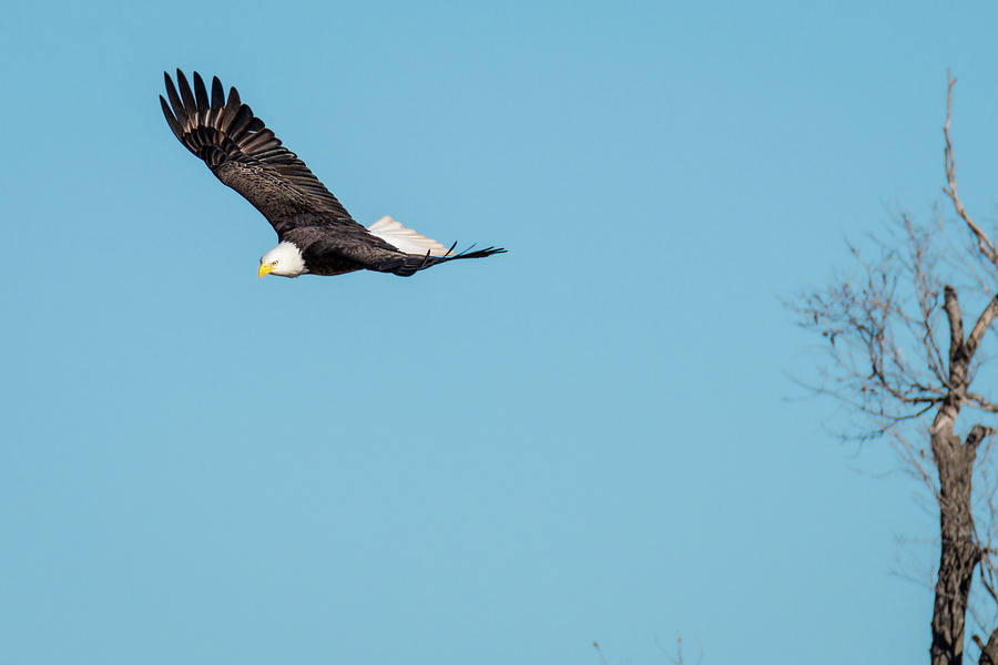Bald Eagle In Flight Photograph by Debra Martz