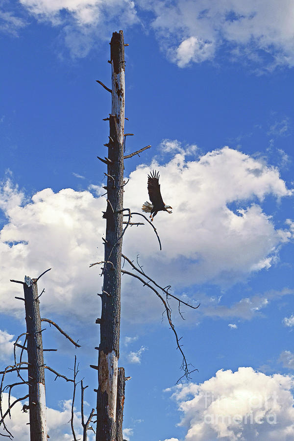 Bald Eagle In Flight Photograph by Don Schimmel