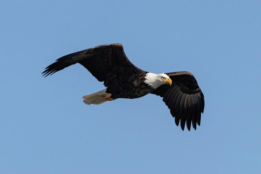 Bald Eagle in Flight Photograph by Harold Rau