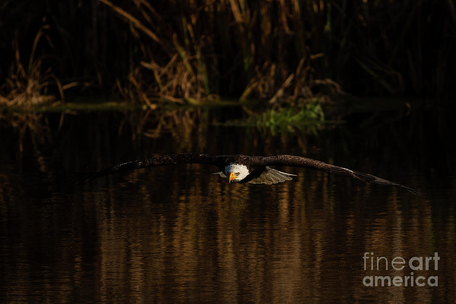 Bald Eagle in flight Photograph by JT Lewis