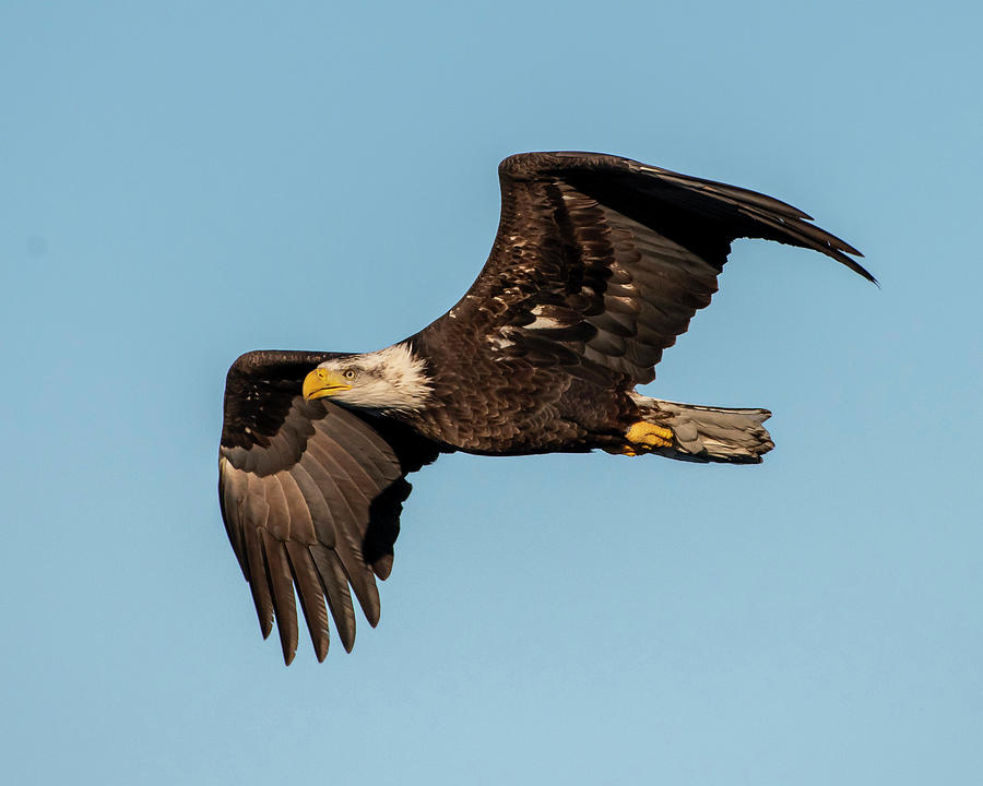 Bald Eagle in Flight Photograph by Ken Stampfer