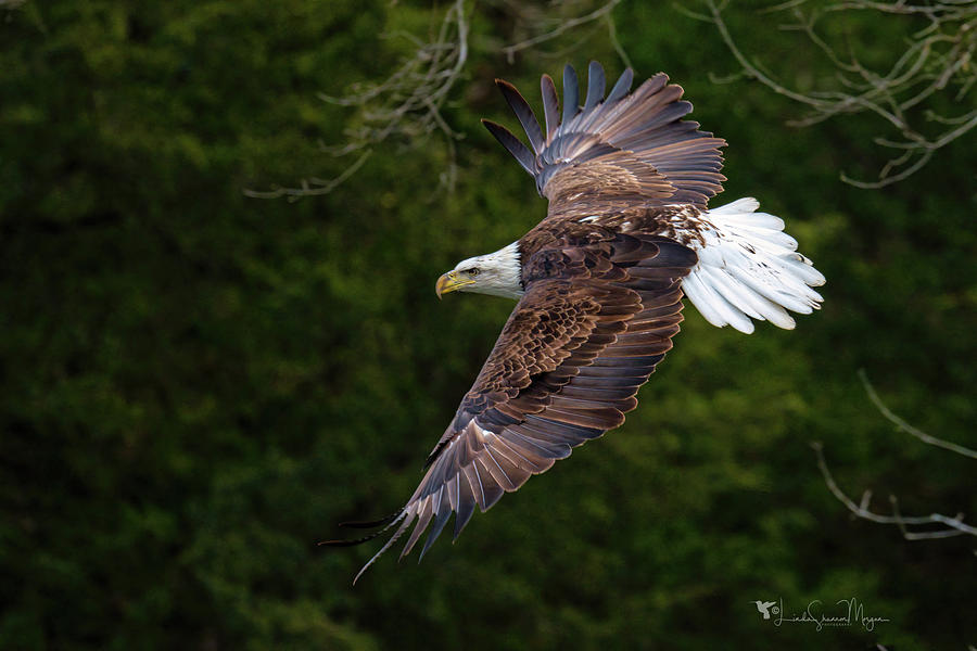 Bald Eagle in Flight Photograph by Linda Shannon Morgan