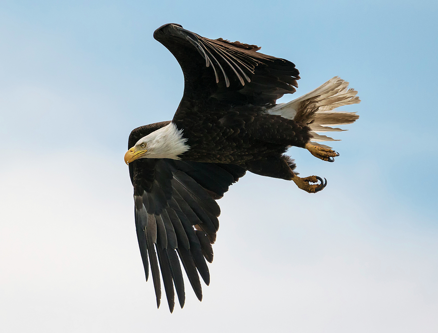 Bald Eagle in Flight Photograph by Loree Johnson