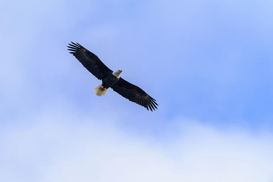 Bald Eagle In Flight Photograph by Matthew Nelson