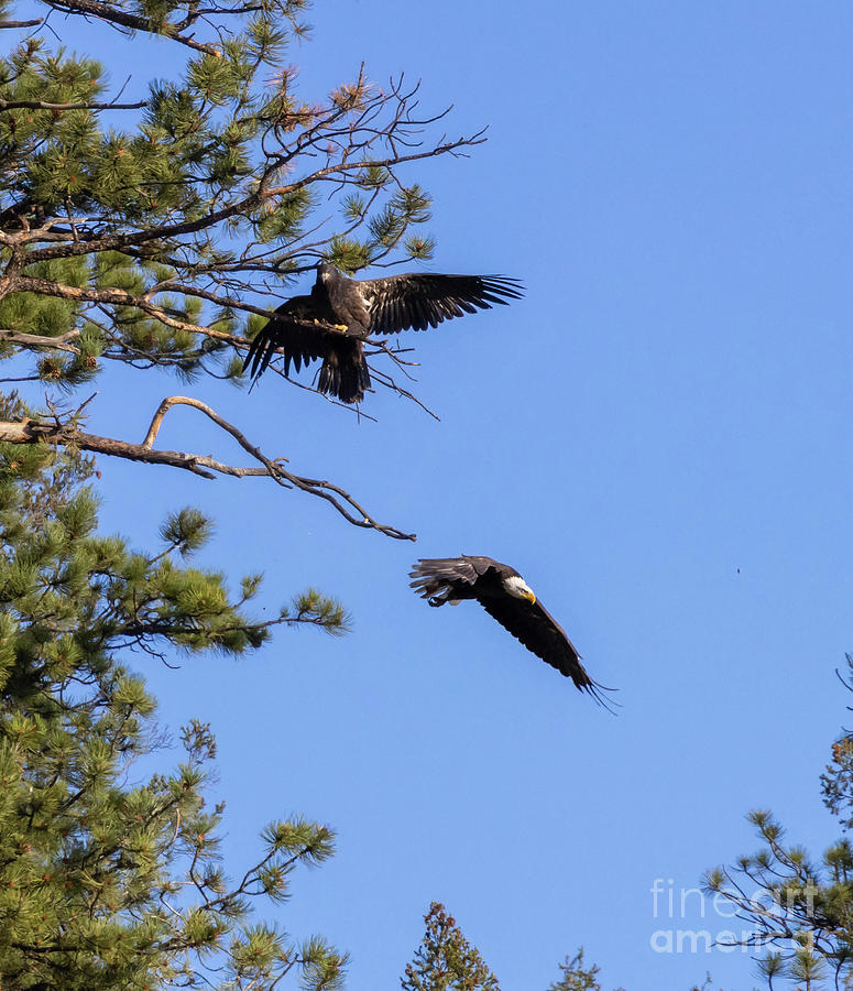 Bald Eagle In Flight Near Fledgling Photograph