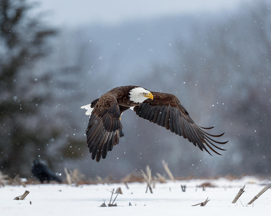 Bald eagle in flight over farm field 01 Photograph by Murray Rudd