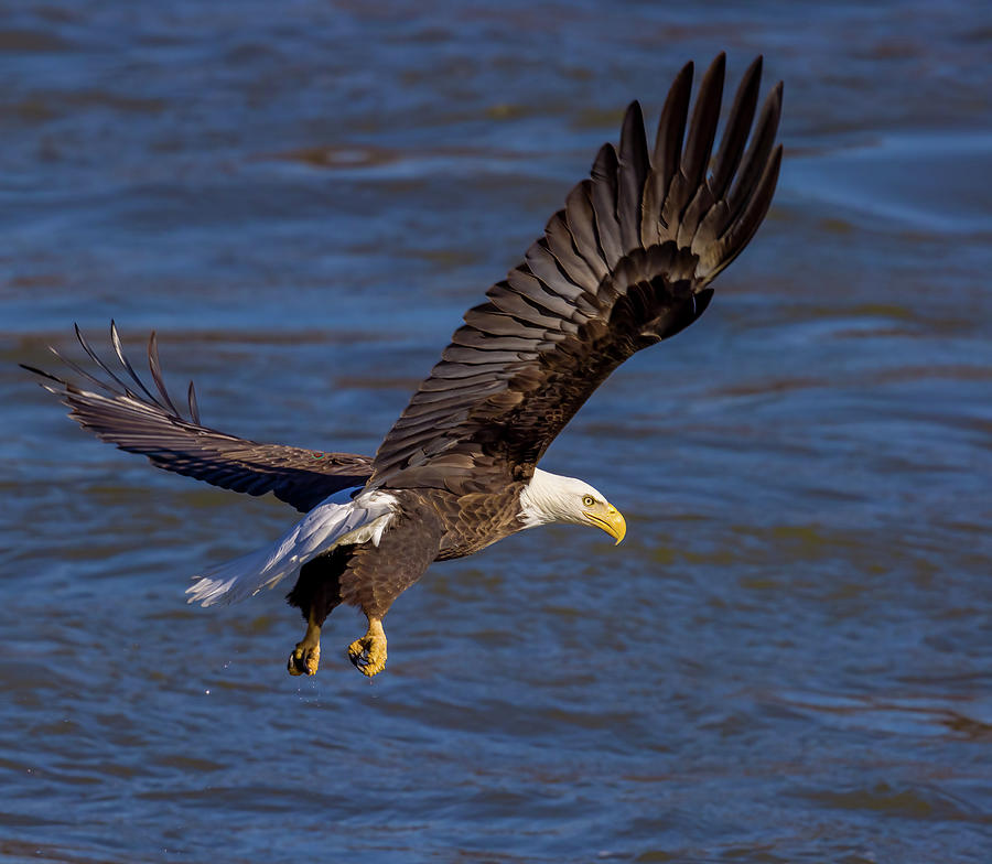 Bald Eagle in flight over river Photograph by Kevin McFadden - Fine Art ...