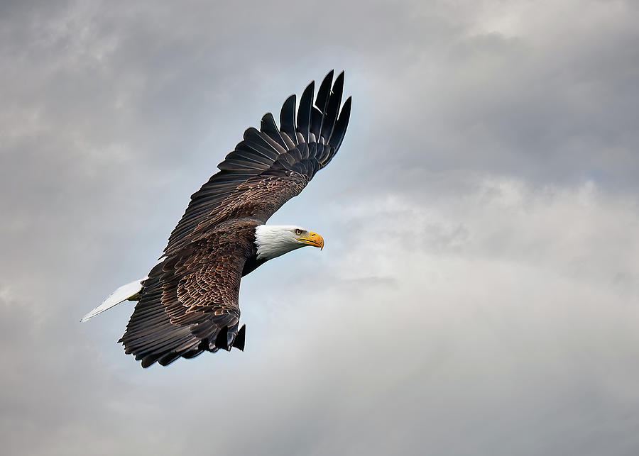 Bald Eagle in Flight Photograph by Paul Wasserman - Fine Art America