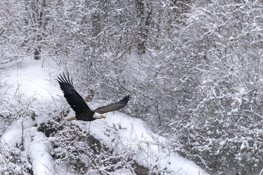 Bald Eagle in Flight Photograph by Rod Best
